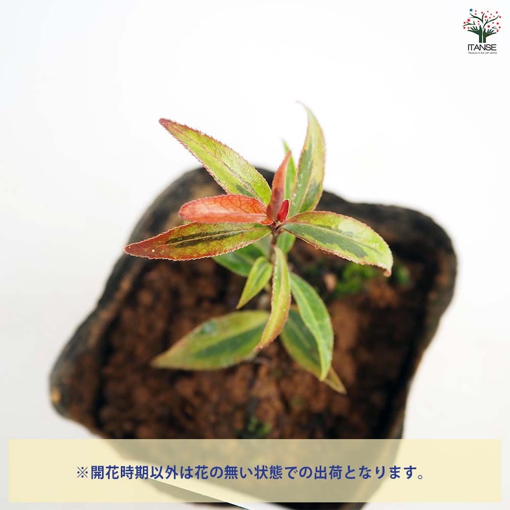 椿(ツバキ)の苗木 ナイトライダー フクリン斑 【花木苗 3.5号