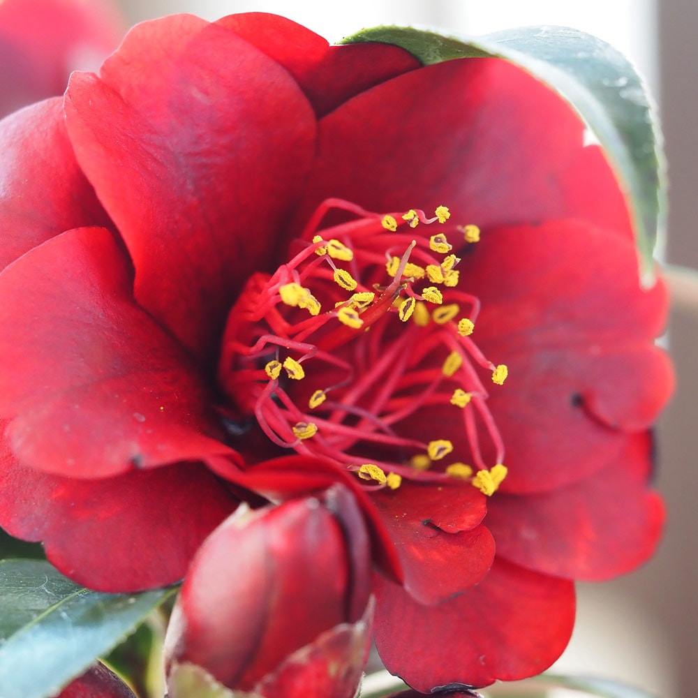 椿(ツバキ)の苗木 ナイトライダー フクリン斑 【花木苗 3.5号】