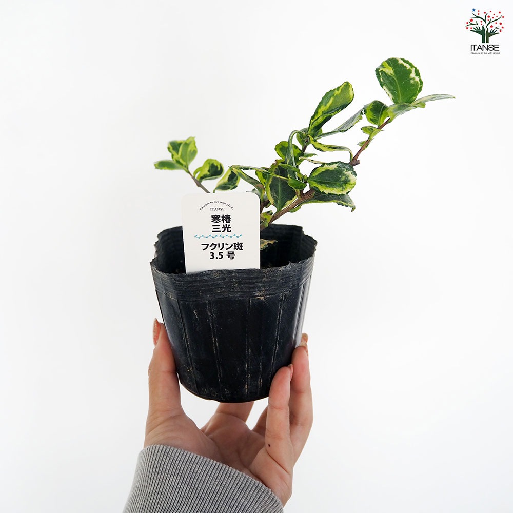 寒椿 三光フクリン斑 【花木苗 3.5号】｜ 【植物のITANSE】全品