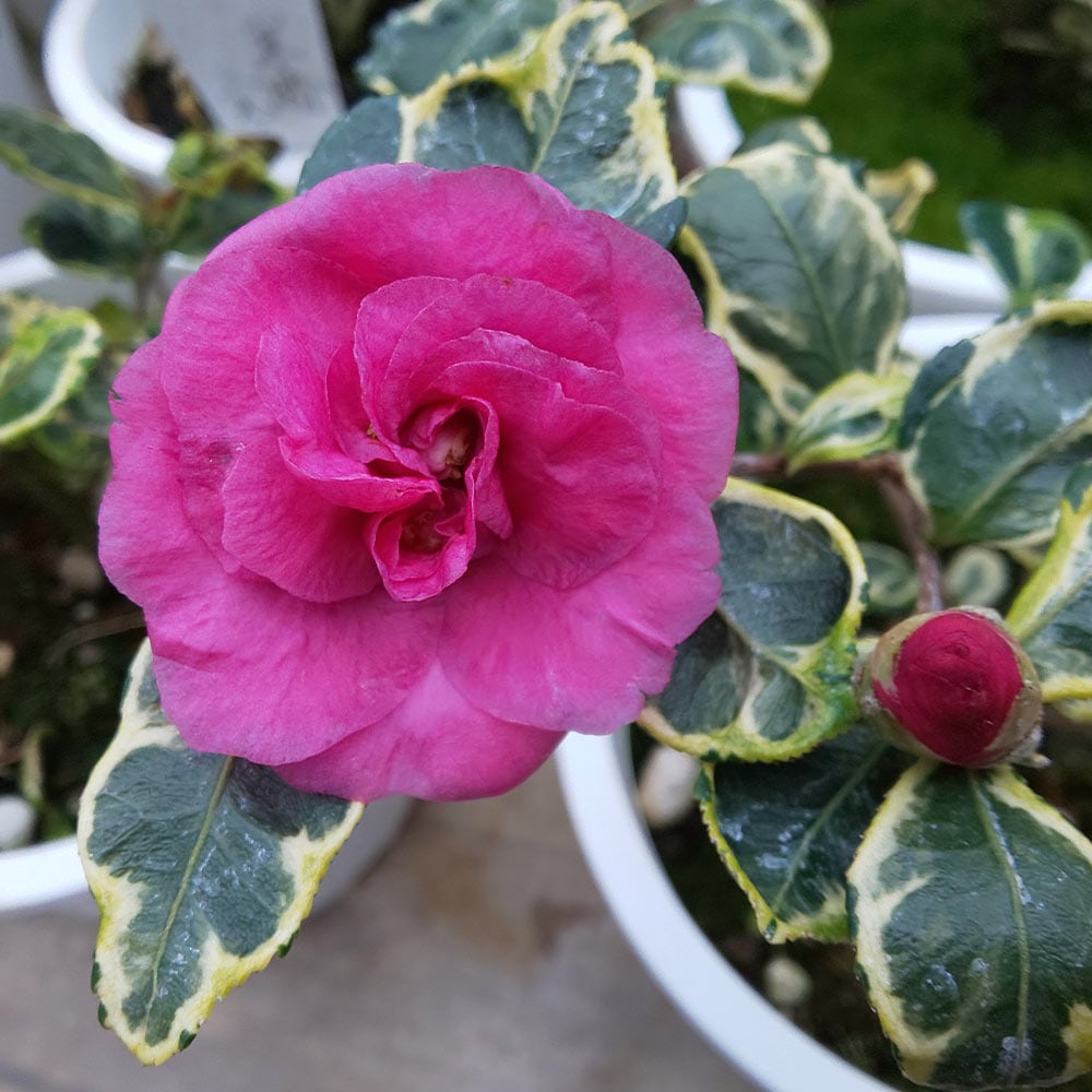 寒椿 三光フクリン斑 【花木苗 3.5号】｜ 【植物のITANSE】全品