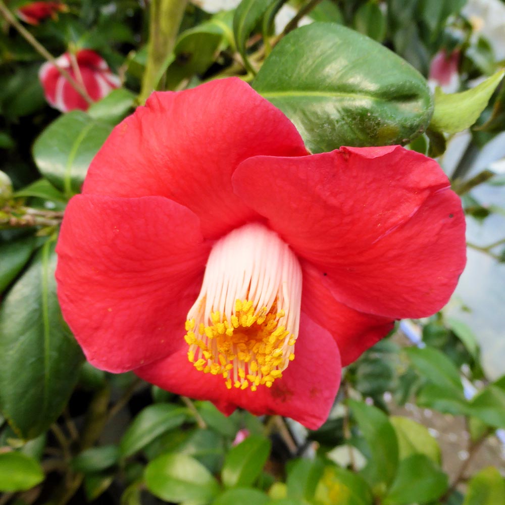 椿(ツバキ)の苗木 梵天 赤花 【花木苗 3.5号】｜ 【植物のITANSE