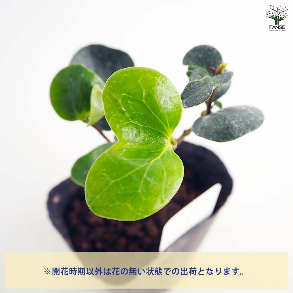 椿(ツバキ)の苗木 まどか 【花木苗 3.5号】｜ 【植物のITANSE