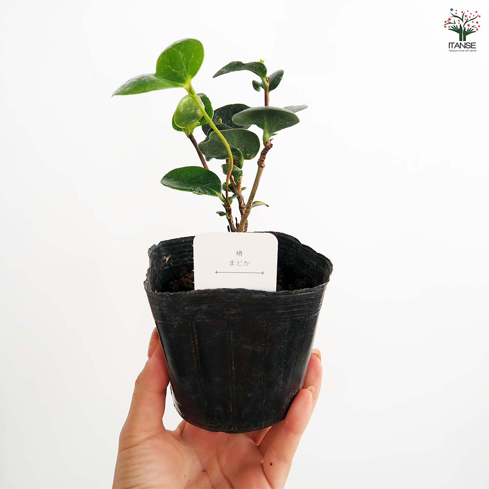 【花芽なし】有頂天　椿　鉢底約60cm 花芽なし】有頂天 椿 鉢底約60cm 花芽なし】有頂天 椿 鉢底約60cm