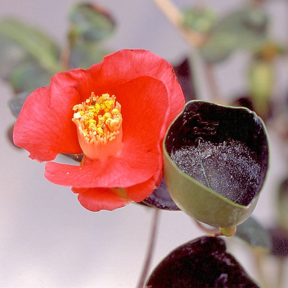 椿(ツバキ)の苗木 まどか 【花木苗 3.5号】｜ 【植物のITANSE