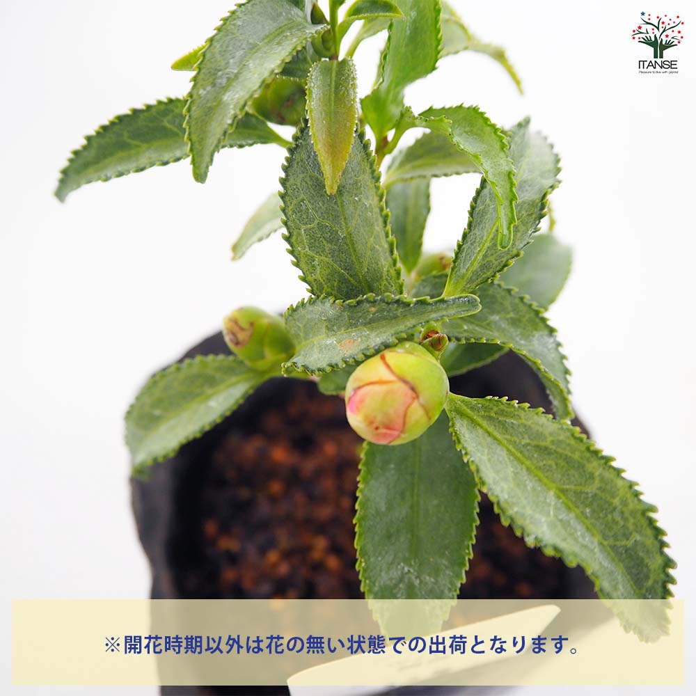 椿(ツバキ)の苗木 銀葉 【花木苗 3.5号】｜ 【植物のITANSE