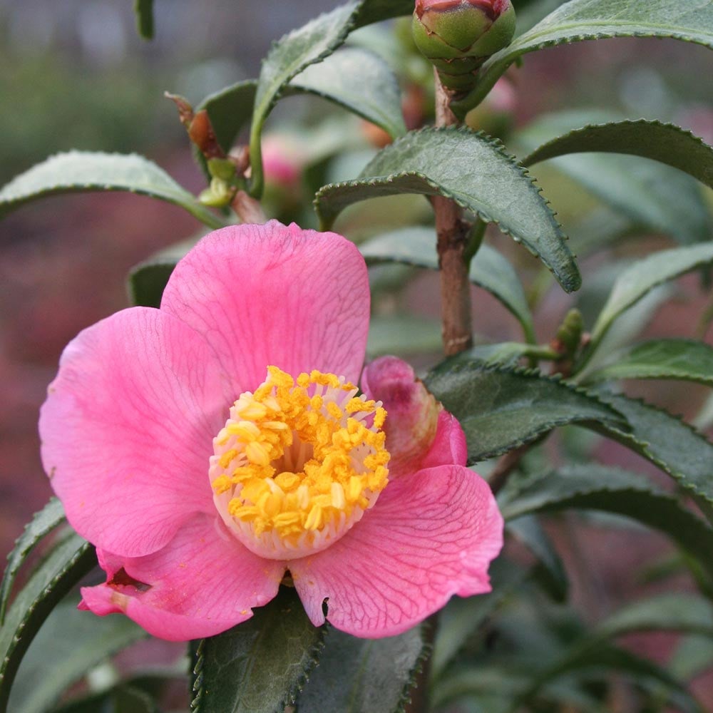 椿(ツバキ)の苗木 銀葉 【花木苗 3.5号】