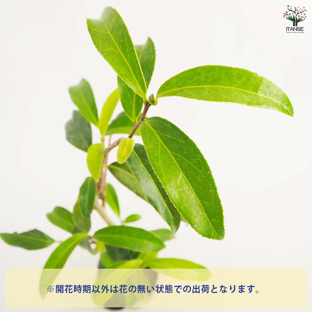 椿(ツバキ)の苗木 小絞孔雀 【花木苗 3.5号】｜ 【植物のITANSE