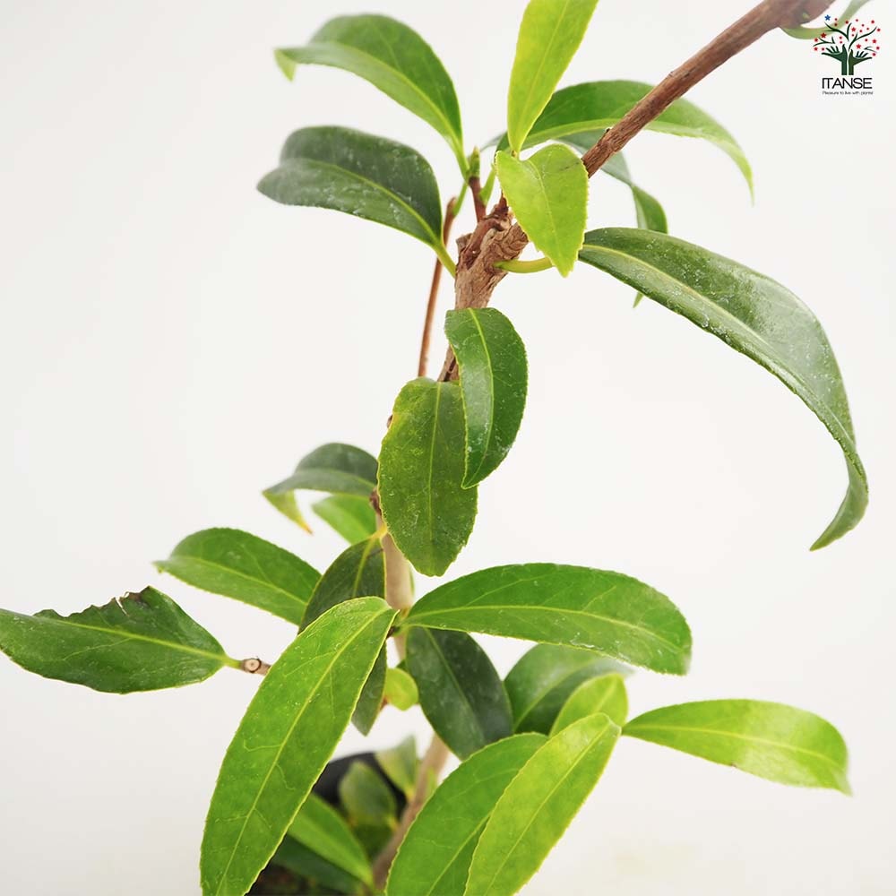 椿(ツバキ)の苗木 小絞孔雀 【花木苗 3.5号】｜ 【植物のITANSE