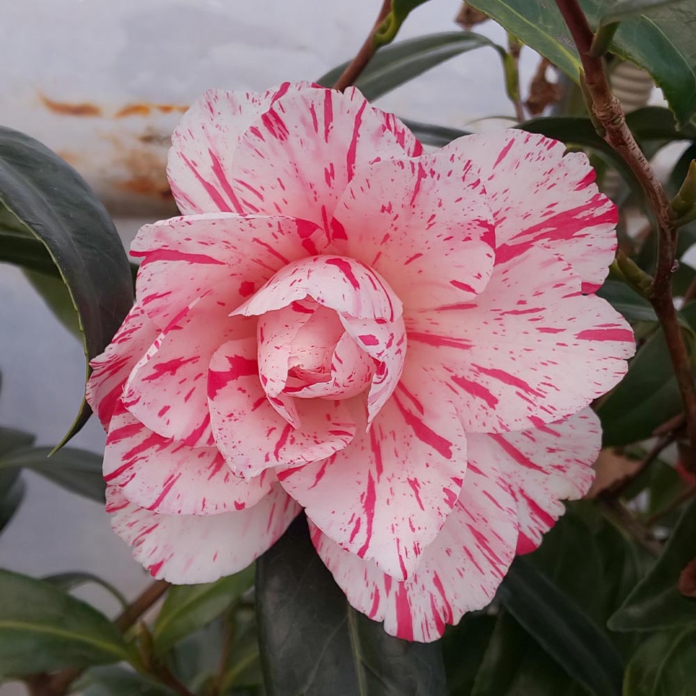 椿(ツバキ)の苗木 小絞孔雀 【花木苗 3.5号】｜ 【植物のITANSE