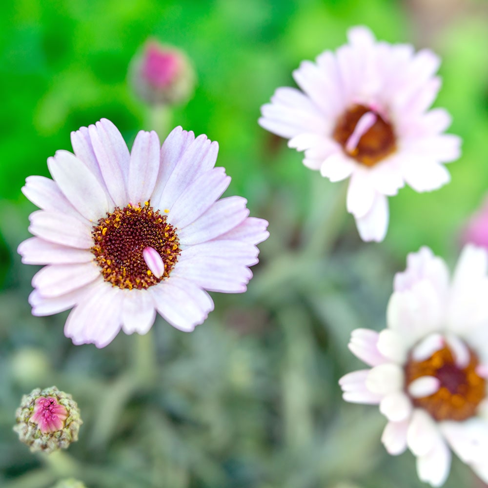 ローダンセマム エルフピンク 【花苗 3.5号】