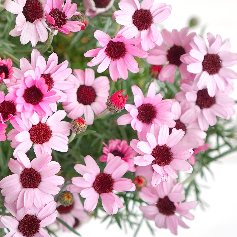 ローダンセマム プリマリア 【花苗 3.5号】