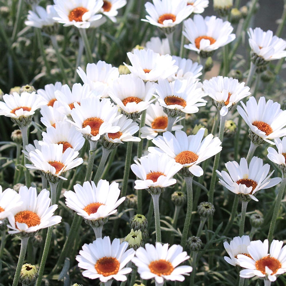 ローダンセマム エルフホワイト 【花苗 3.5号】