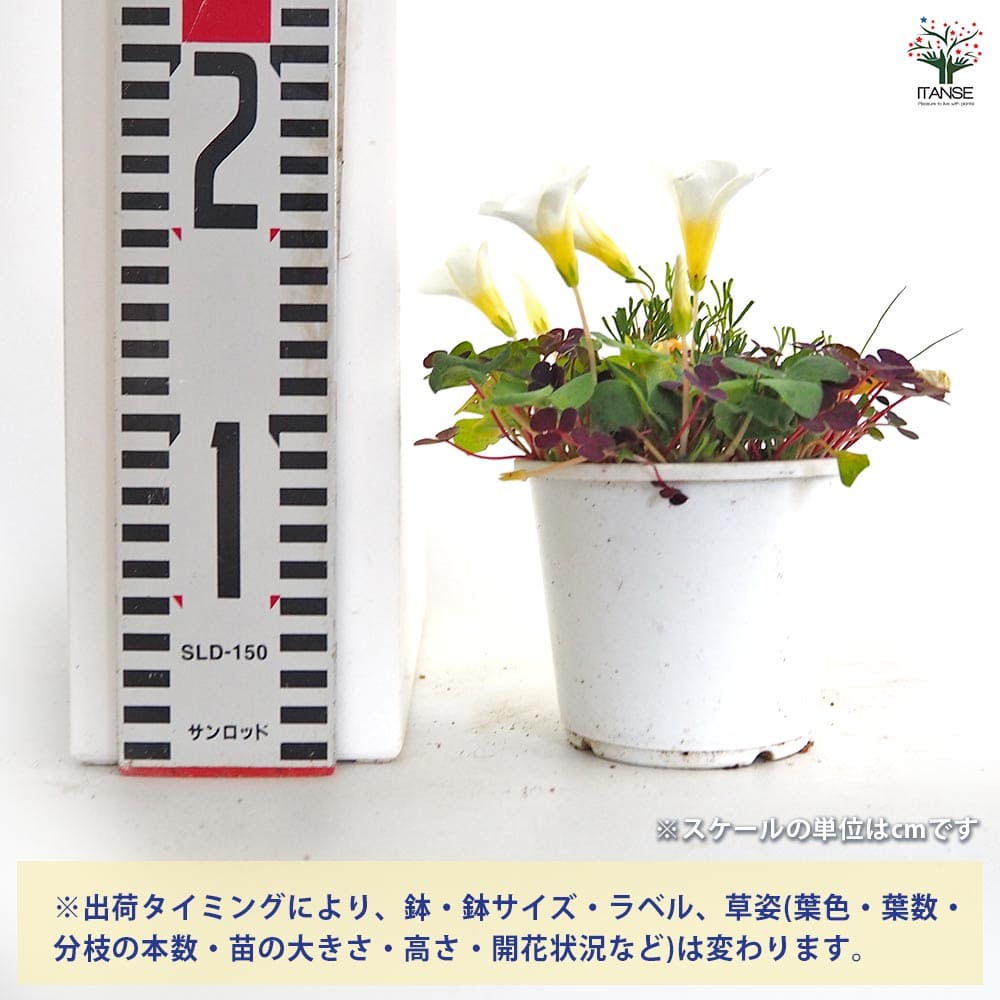 オキザリス バリアビリス 【花苗 3.5号】｜ 【植物のITANSE