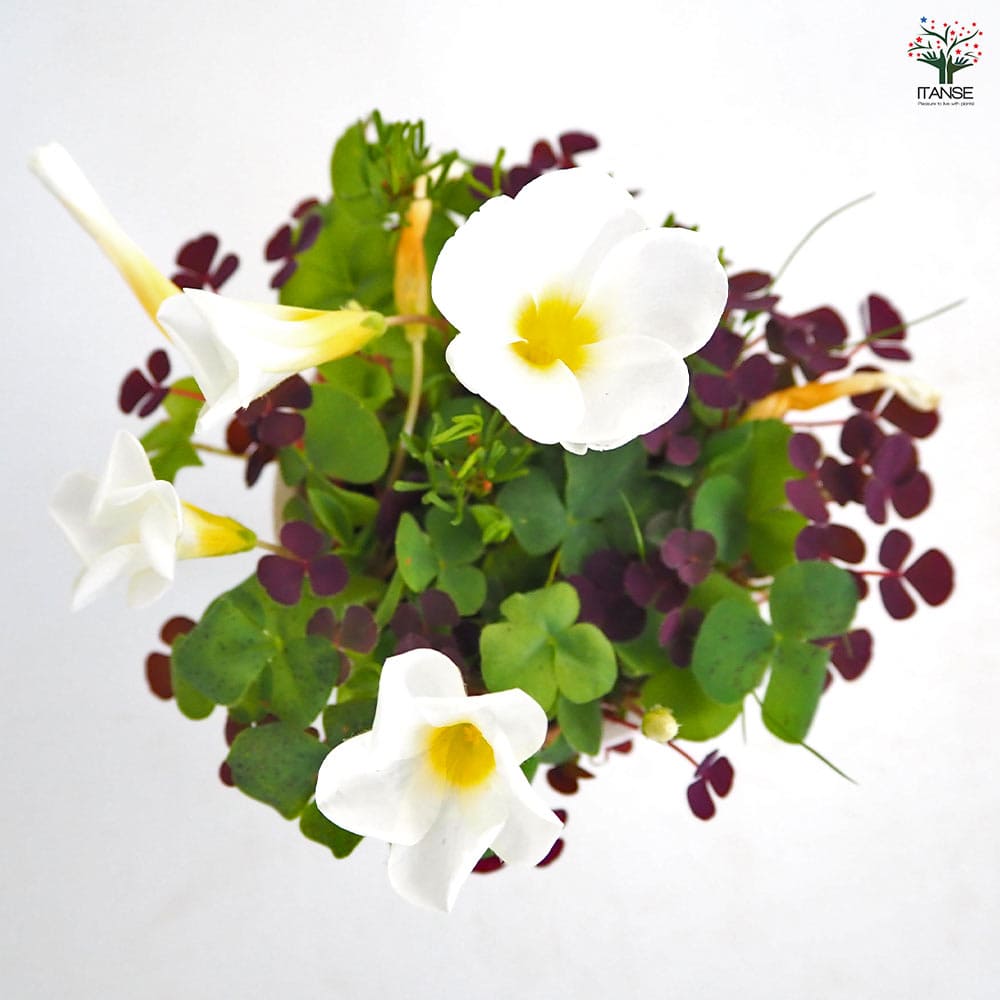 オキザリス バリアビリス 【花苗 3.5号】｜ 【植物のITANSE