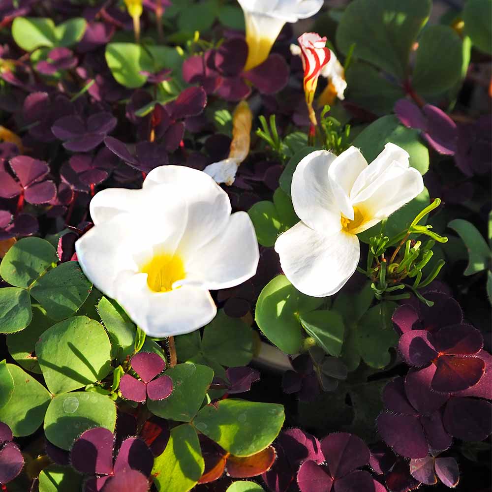 オキザリス バリアビリス 【花苗 3.5号】