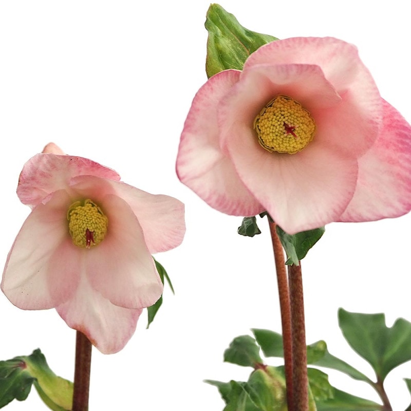 クリスマスローズ ”ダブル咲き” 色ミックス2個～【花苗 4号ポット苗