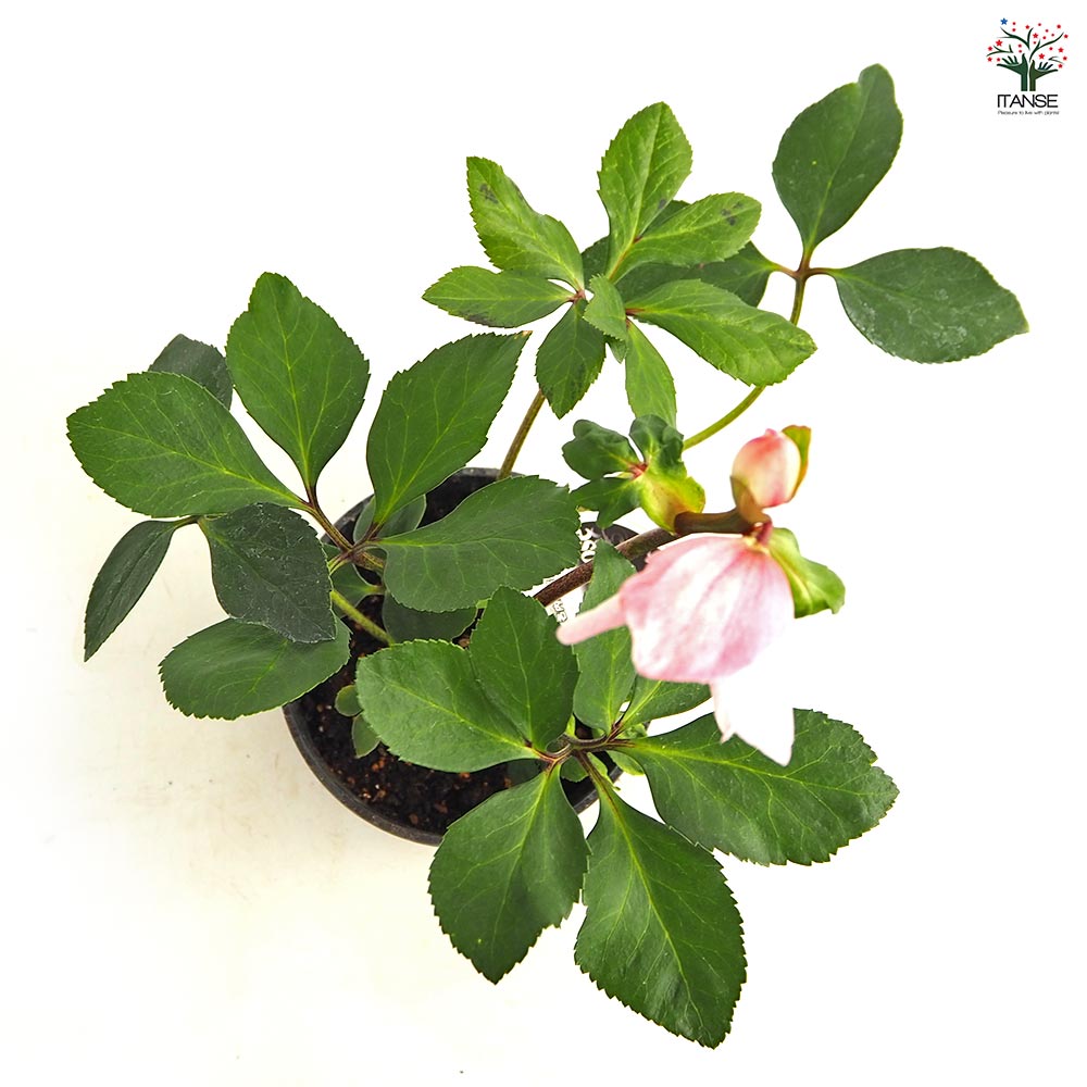 クリスマスローズ 雪の妖精 【花苗 5号／1個売り】｜ 【植物の