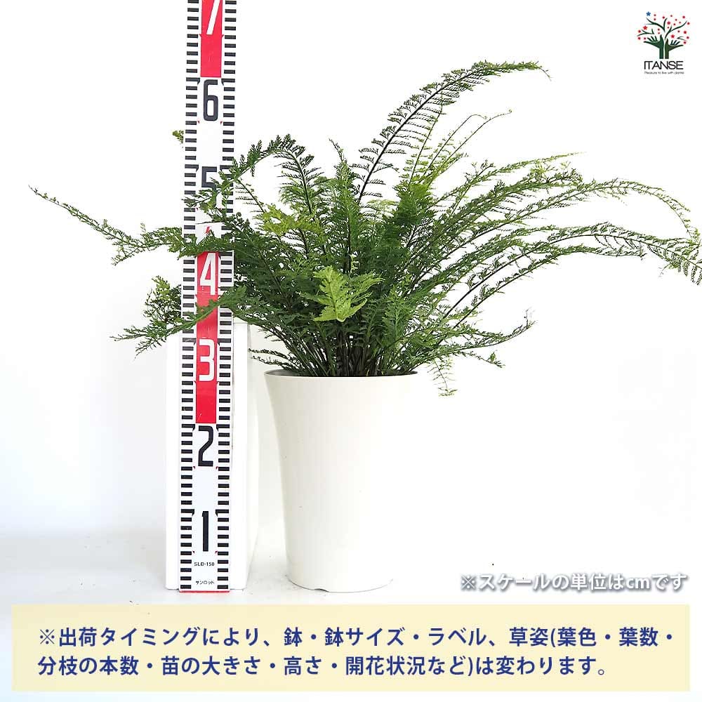シダ プラスチックファン 【観葉植物 7号／1個売り】｜ 【植物の