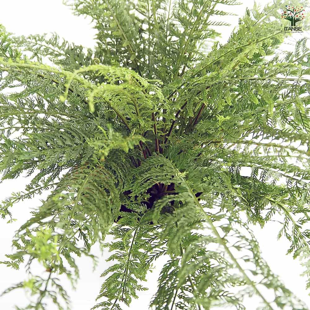 シダ植物 クロヘゴ7号 大型大株 希少品種レア ディクソニア 【公式通販】