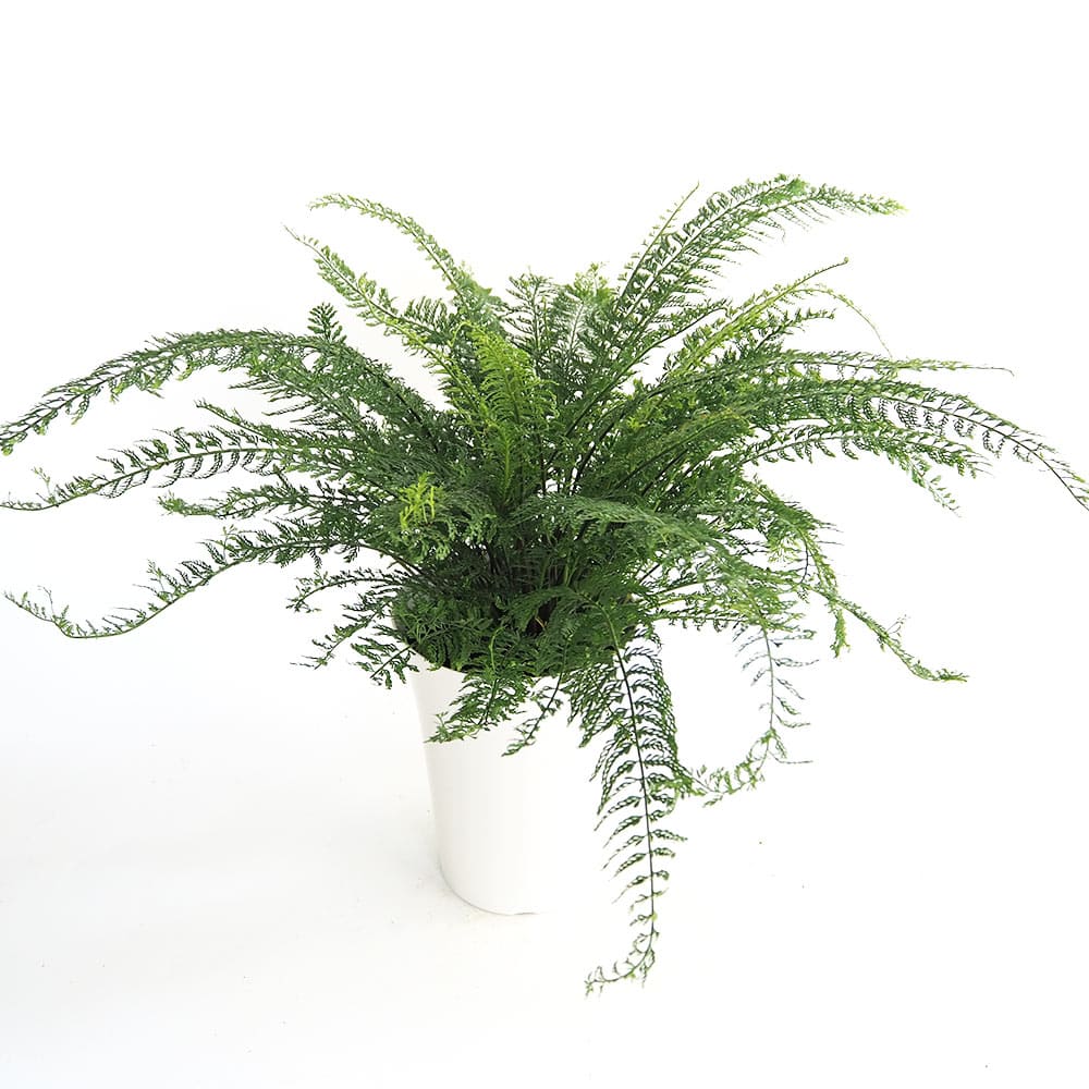 シダ プラスチックファン 【観葉植物 7号／1個売り】