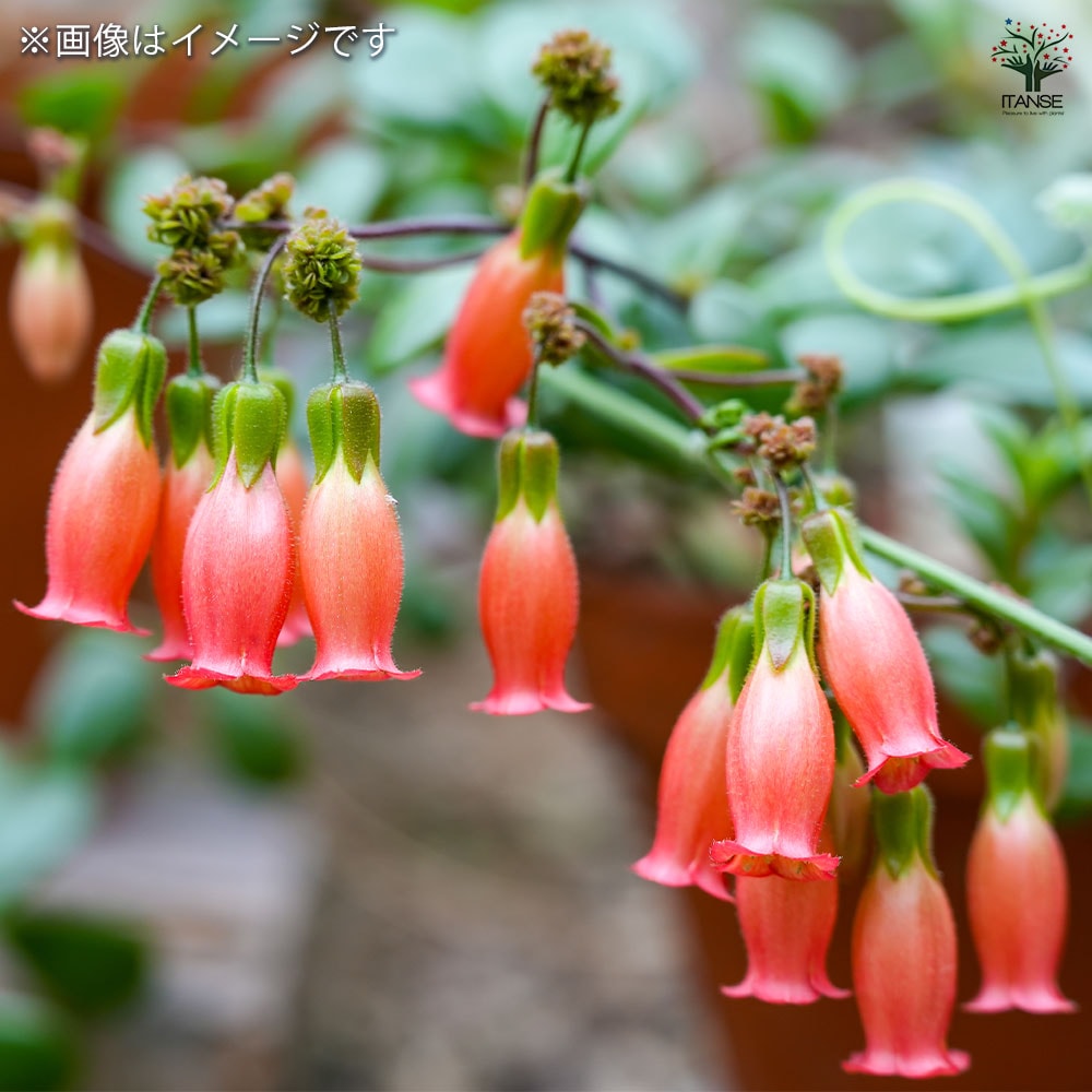 多肉植物❤︎カランコエ❤︎エンゼルランプ♪ カランコエ エンゼルランプ 【多肉植物 4号】｜ 【植物のITANSE