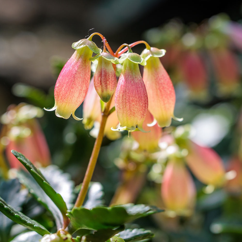 カランコエ エンゼルランプ 【多肉植物 4号】