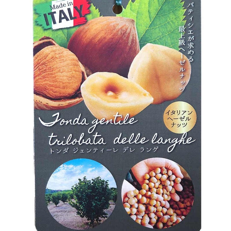 ヘーゼルナッツの苗木 ジェファーソン【果樹の苗木 13.5cmポット苗 2