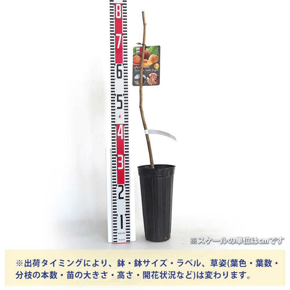 ヘーゼルナッツの木（２本セット
） ヘーゼルナッツの苗木 2品種セット : 植物・園芸専門店 花育通販Yahoo