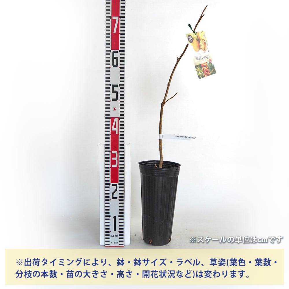 ヘーゼルナッツの苗木 ウェブズプライズ 【果樹の苗木 4号／1個売り