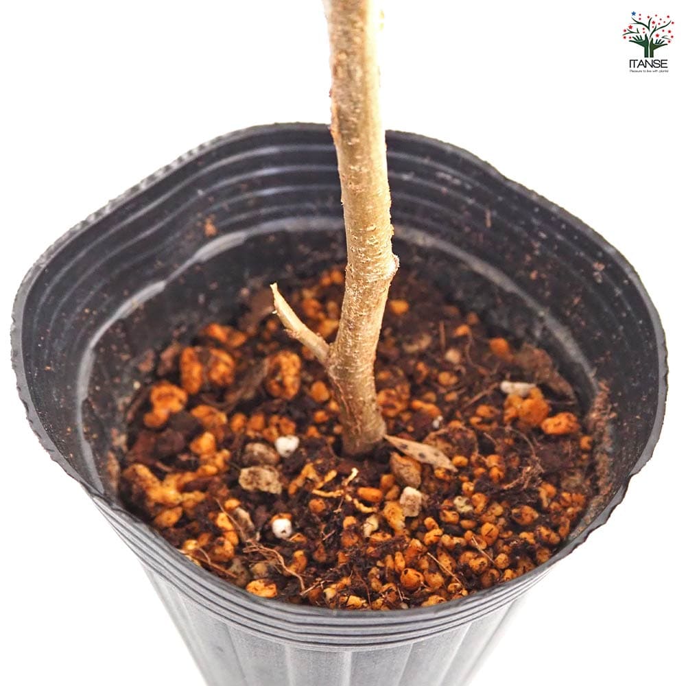 ヘーゼルナッツの苗木 ウェブズプライズ 【果樹の苗木 4号／1個売り