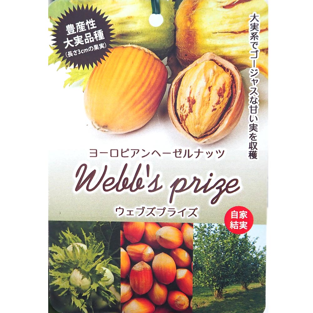 ヘーゼルナッツの苗木 ウェブズプライズ 【果樹の苗木 4号／1個売り