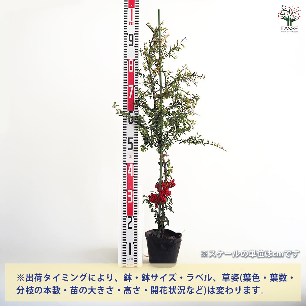 ピラカンサ (ピラカンサス) 赤実 【花木苗 5号／1個売り】｜ 【植物の