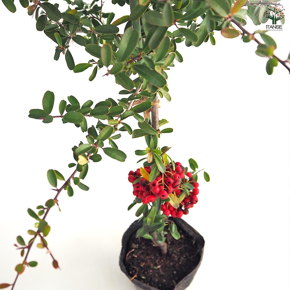 ピラカンサ (ピラカンサス) 赤実 【花木苗 5号／1個売り】｜ 【植物の