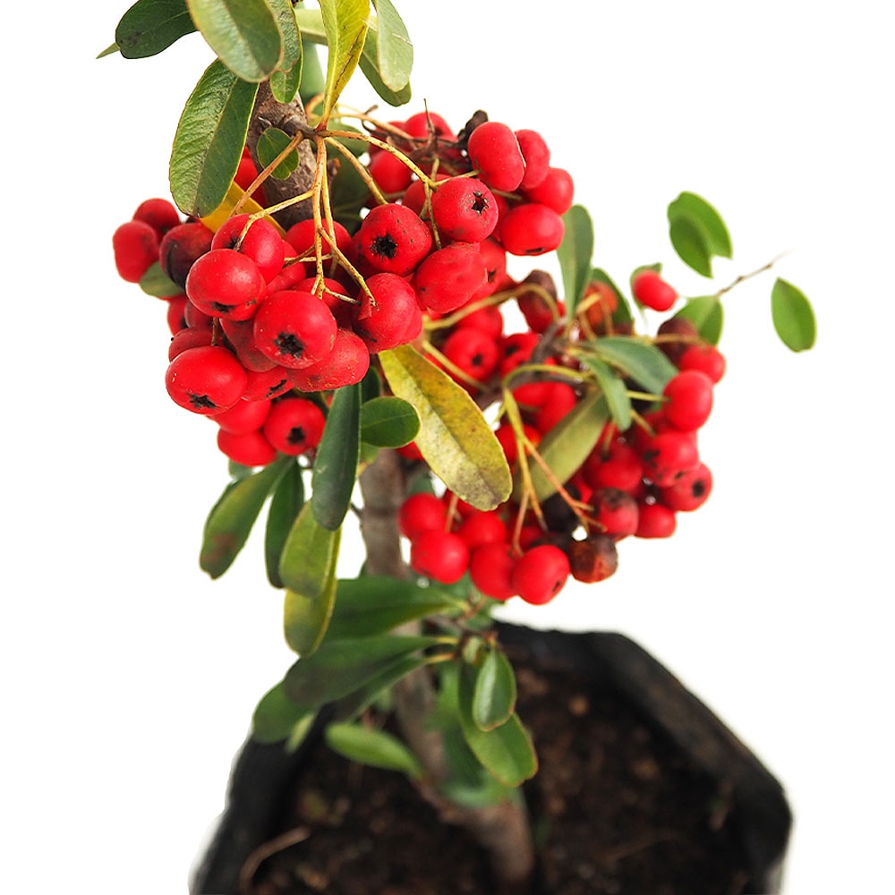 ピラカンサ (ピラカンサス) 赤実 【花木苗 5号／1個売り】｜ 【植物の