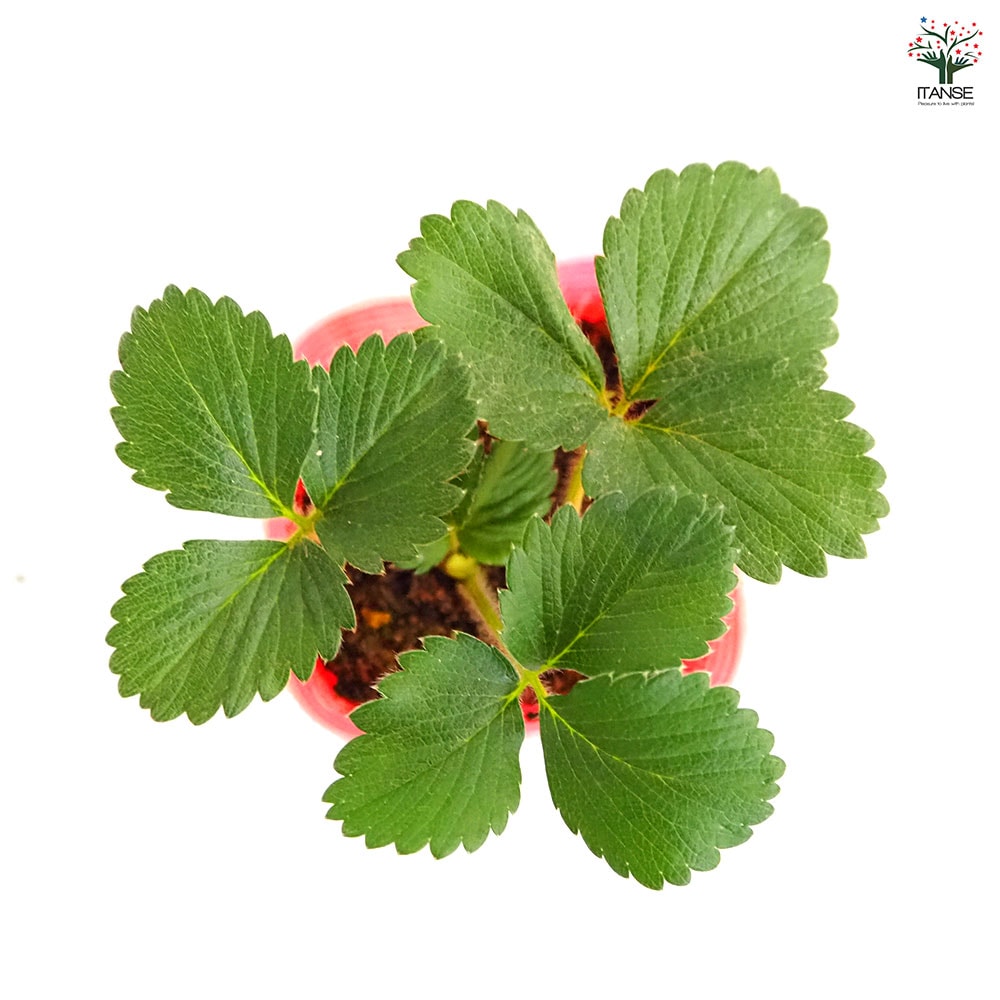 いちごの苗 やよいひめ2個～ 【野菜の苗 3号】｜ 【植物のITANSE