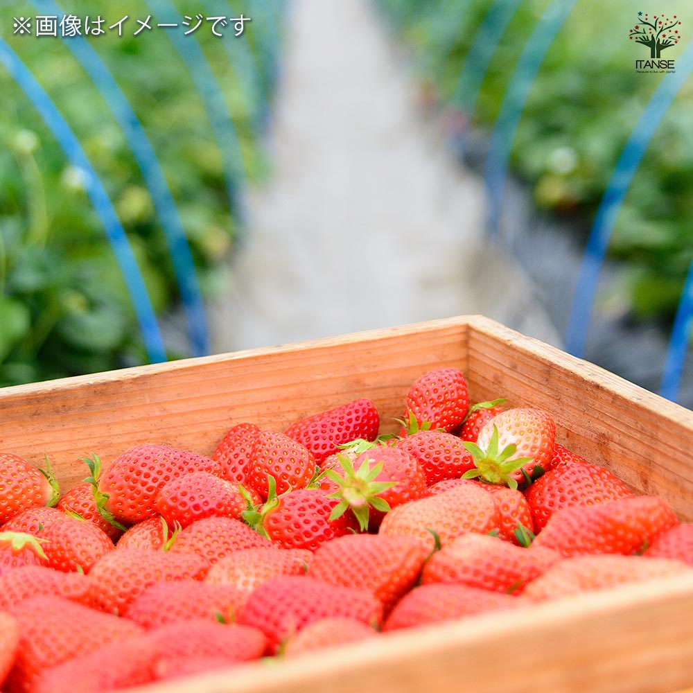 いちごの苗 やよいひめ2個～ 【野菜の苗 3号】｜ 【植物のITANSE