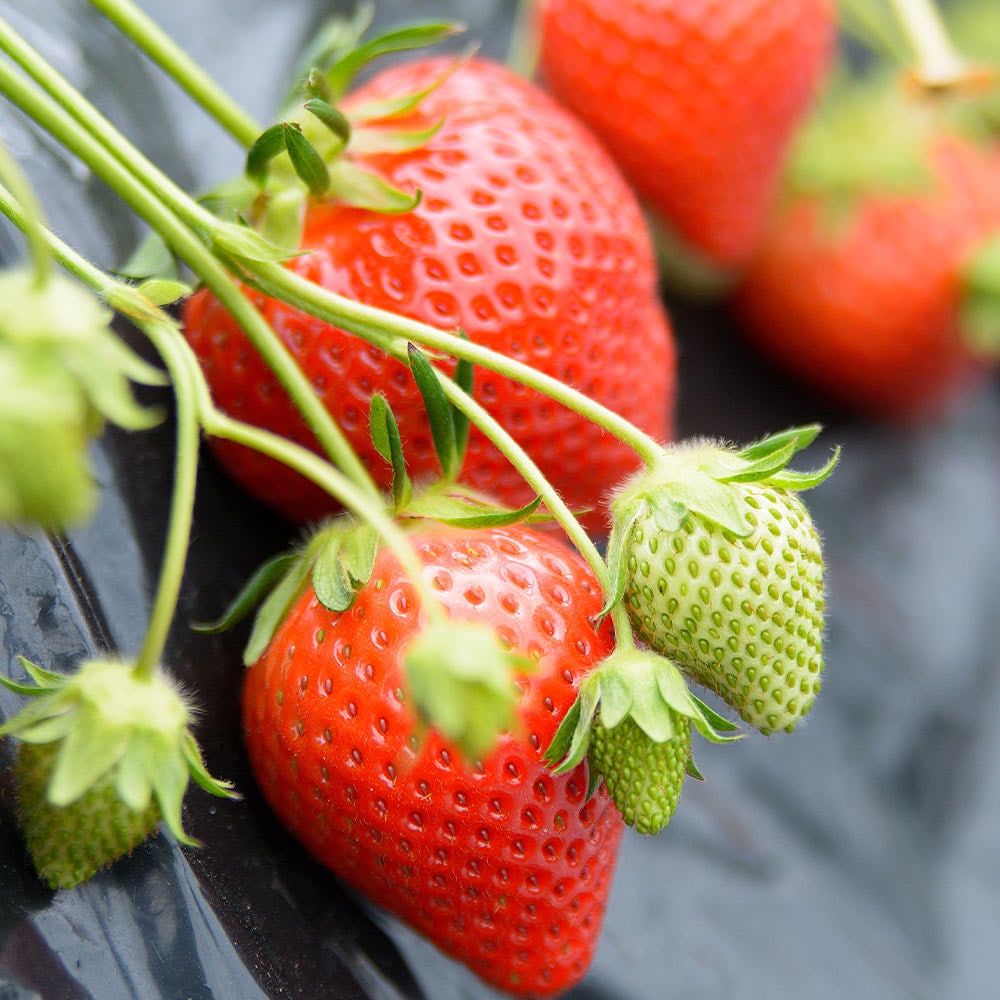 いちごの苗 やよいひめ2個～ 【野菜の苗 3号】｜ 【植物のITANSE