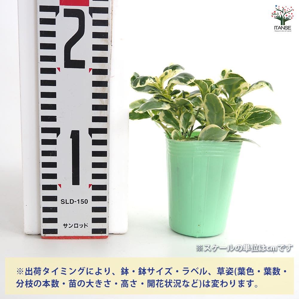 コプロスマ マーブルクイーン 【花苗 2.5号】｜ 【植物のITANSE