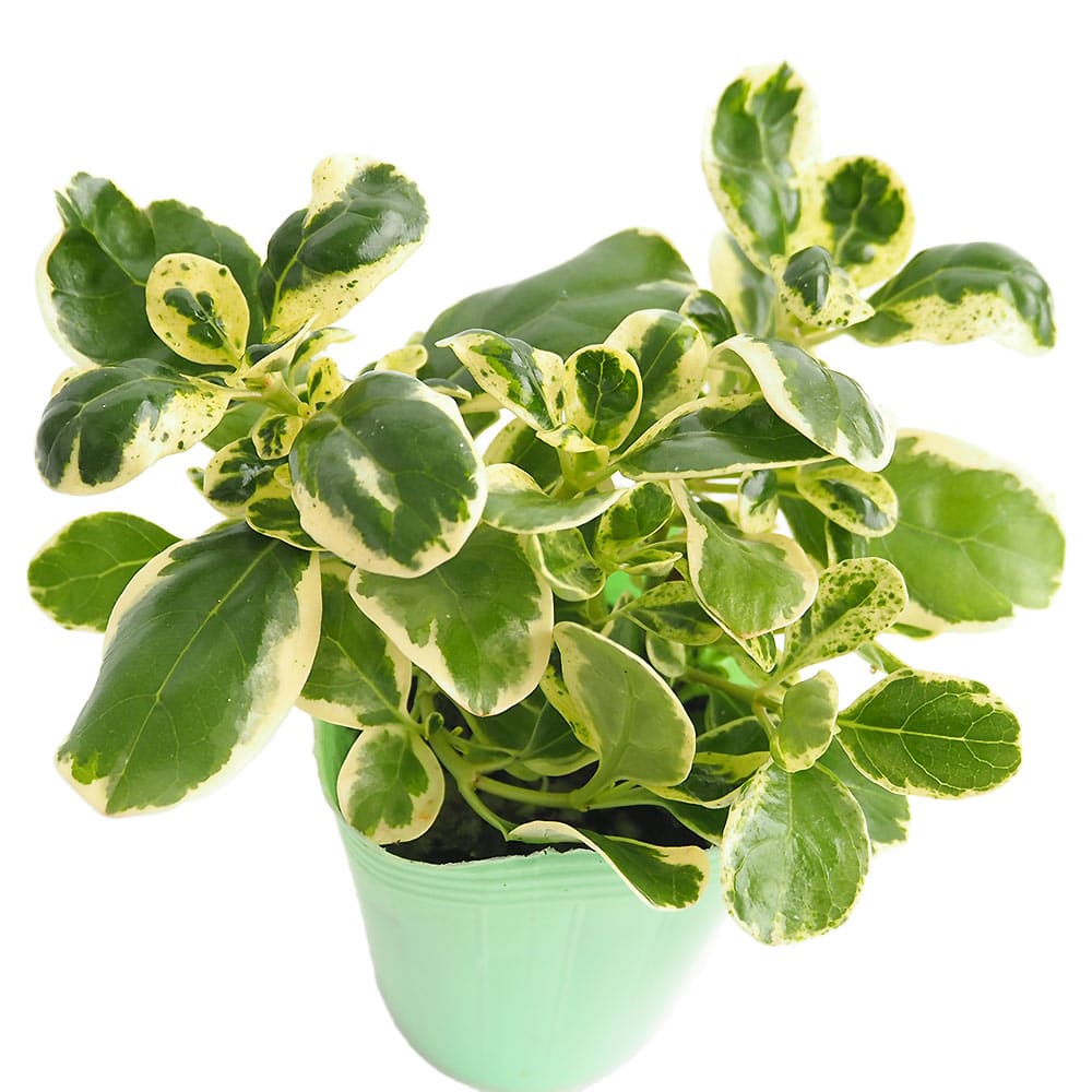 コプロスマ マーブルクイーン 【花苗 2.5号】