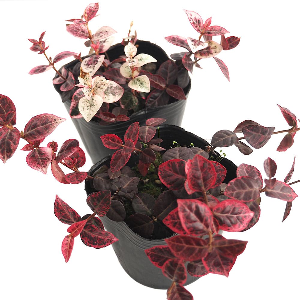 初雪カズラ 冬化粧 【花苗 3号】