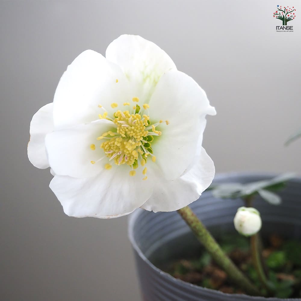 クリスマスローズ クリスマスキャロル 【花苗 3.5号】｜ 【植物の