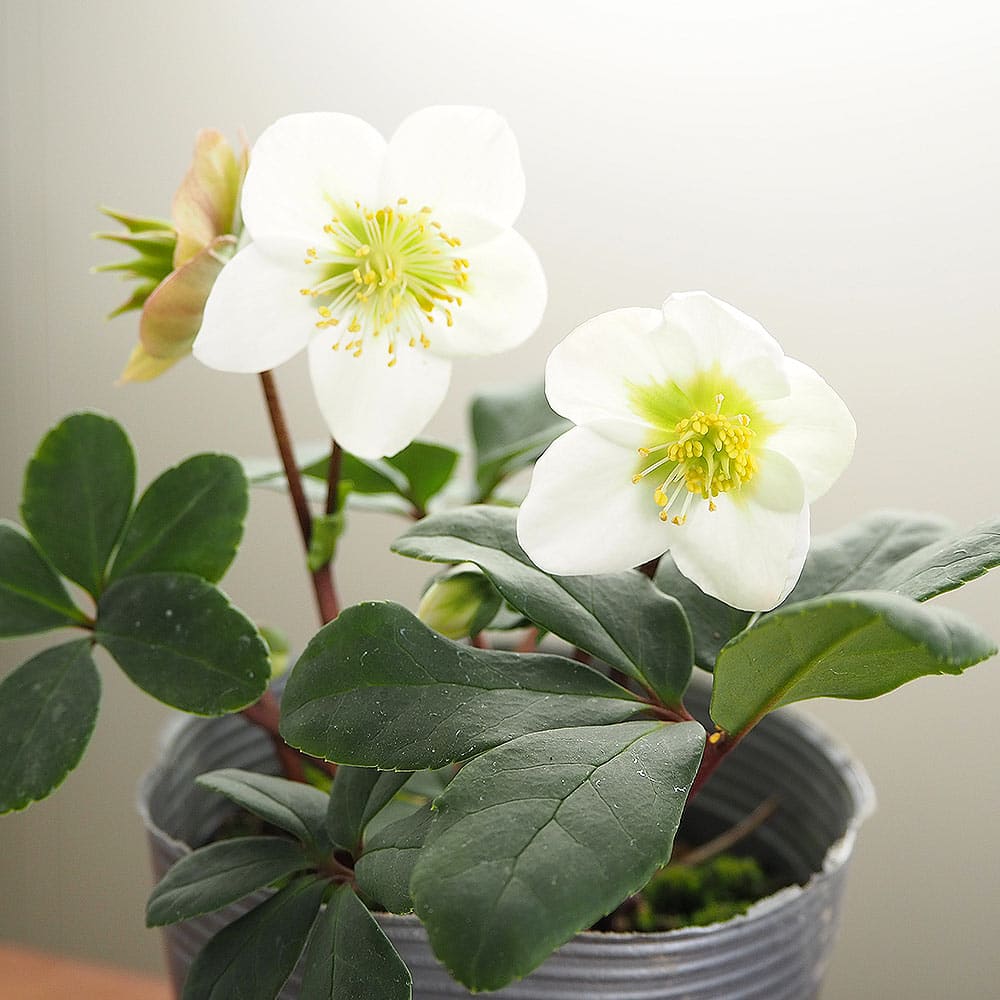 クリスマスローズ クリスマスキャロル 【花苗 3.5号】｜ 【植物の