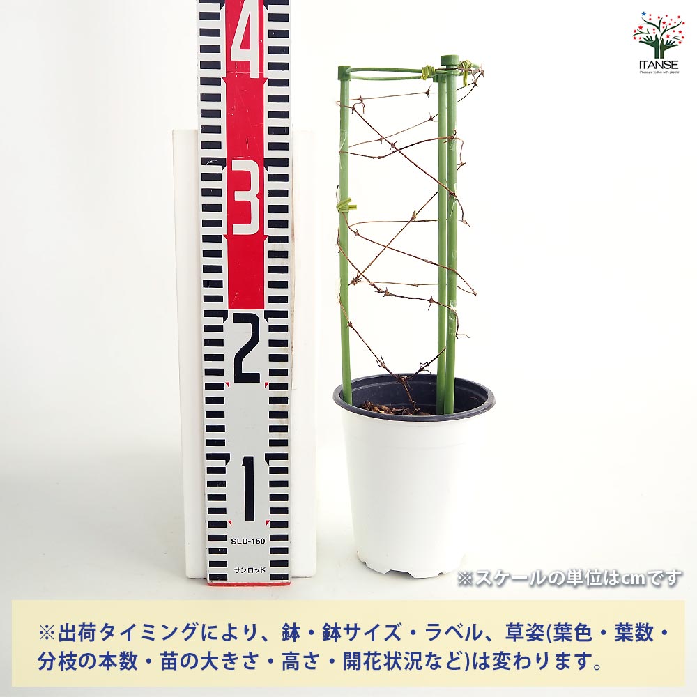クレマチス 新紫玉 【花苗 4号／1個売り】｜ 【植物のITANSE