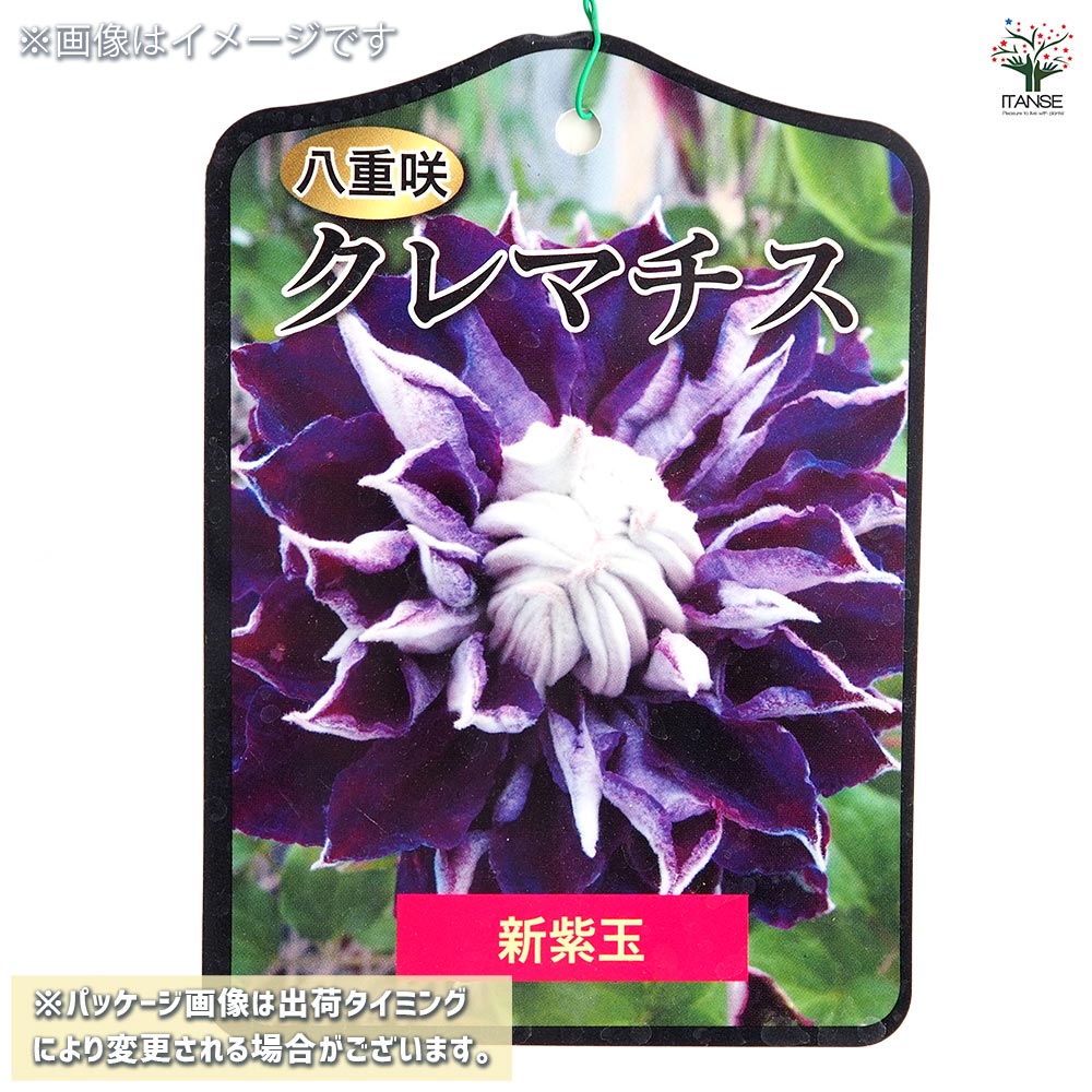 クレマチス 新紫玉 【花苗 4号／1個売り】｜ 【植物のITANSE