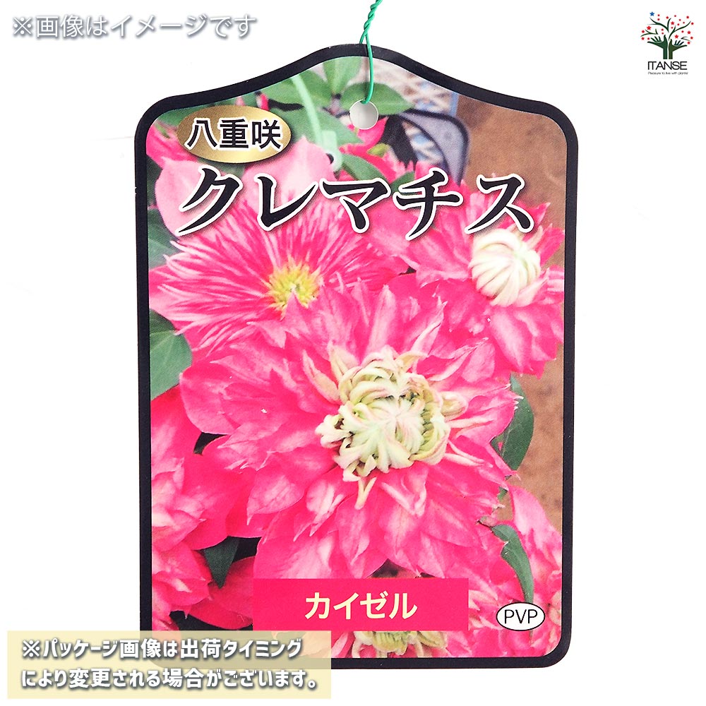 クレマチス カイゼル 【花苗 4号／1個売り】｜ 【植物のITANSE