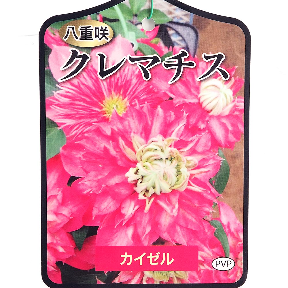 クレマチス カイゼル 【花苗 4号／1個売り】