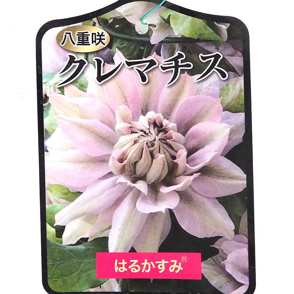 クレマチス はるかすみ 【花苗 4号／1個売り】