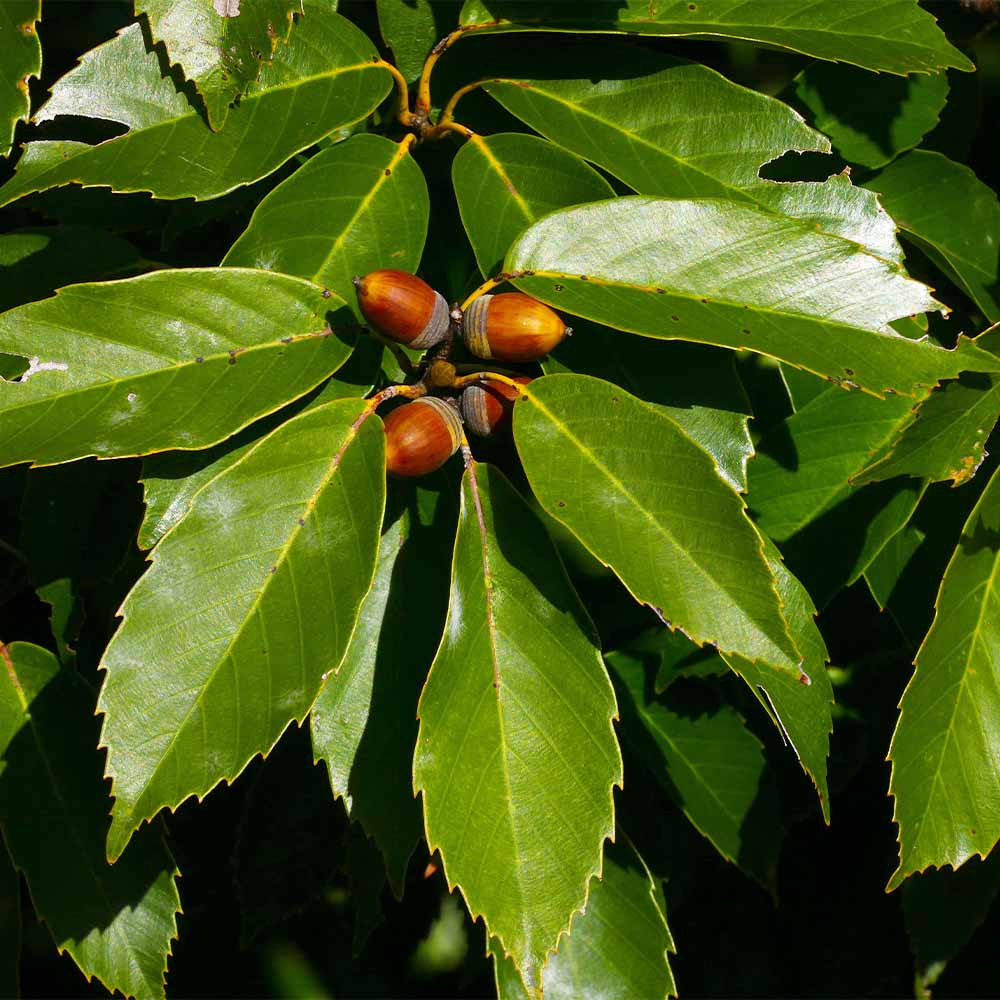 アラカシ 【花木苗 5号／1個売り】