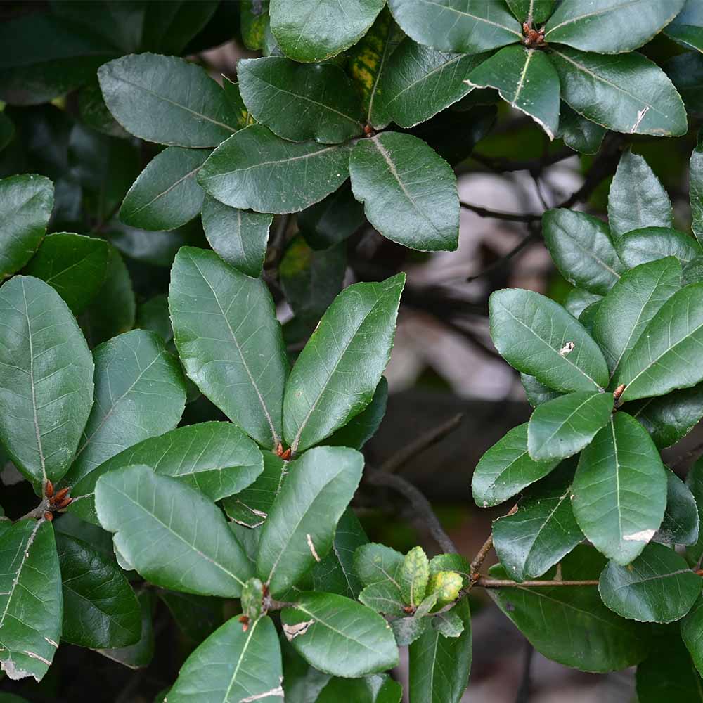 ウバメガシ 【花木苗 5号／1個売り】