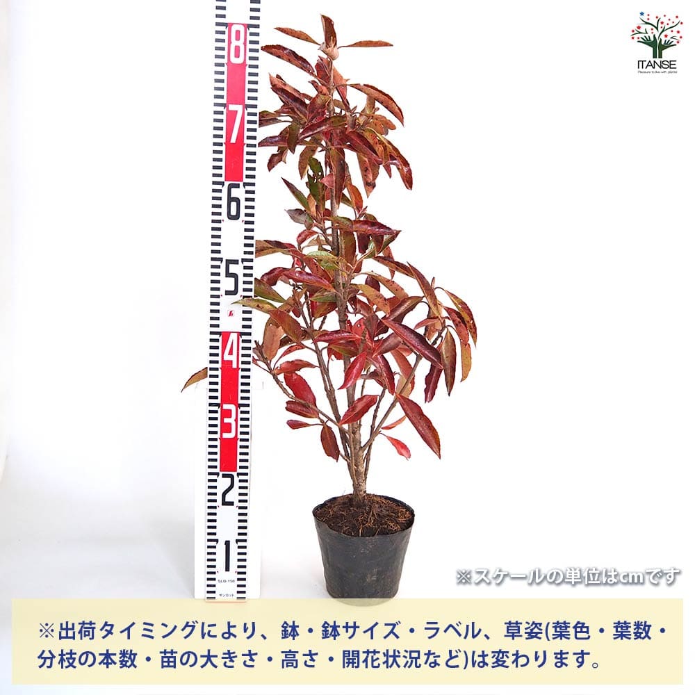 サンゴジュ 【花木苗 5号／1個売り】｜ 【植物のITANSE】全品